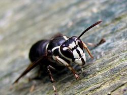 10 Tawon Paling Mengerikan di Dunia, Sengatannya Bisa Tewaskan Manusia