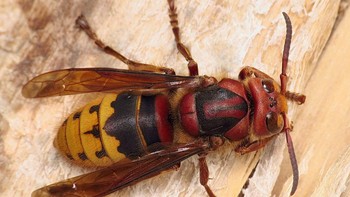 European Hornet (Vespa crabro). Tawon Eropa, spesies tawon terbesar yang berasal dari Eropa, dapat dikenali dari kepala dan toraksnya yang berwarna coklat kemerahan, dengan perut bergaris hitam dan kuning. Dikenal karena sengatannya yang kuat, umumnya kurang agresif daripada spesies tawon yang lebih kecil tetapi akan menyerang jika terancam atau terganggu di dekat sarangnya. Racun tawon Eropa dapat menyebabkan rasa sakit yang hebat, pembengkakan, dan reaksi yang berpotensi mengancam jiwa pada individu yang alergi. Menariknya, lebah ini juga merupakan pencari makanan malam yang terampil, tidak seperti kebanyakan tawon, yang membedakannya dari kerabat tawon mereka yang lain. Foto: iNaturalist