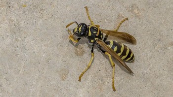 European Paper Wasp (Polistes Dominula). Tawon kertas Eropa adalah spesies invasif di banyak daerah dan dikenal karena pertahanan sarangnya yang agresif. Diidentifikasi oleh tubuhnya yang ramping, bergaris hitam dan kuning, tawon ini memiliki sengatan yang menyakitkan yang memberikan racun, sering menyebabkan pembengkakan dan reaksi alergi pada individu yang sensitif. Tidak seperti banyak tawon kertas lainnya, spesies ini sering membangun sarang yang dekat dengan tempat tinggal manusia, seperti di bawah atap dan langit-langit teras, meningkatkan kemungkinan pertemuan. Mereka juga memangsa berbagai serangga, membuat mereka efektif - meskipun terkadang tidak diinginkan - pengendali hama. Foto: Wikipedia
