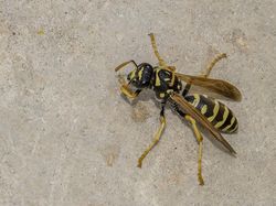 10 Tawon Paling Mengerikan di Dunia, Sengatannya Bisa Tewaskan Manusia