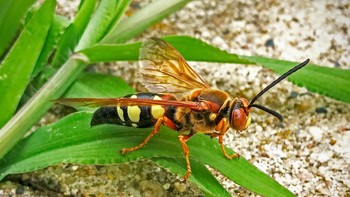 Cicada Killer (Sphecius speciosus). Cicada Killer adalah tawon besar dan soliter dengan tubuh hitam, tanda kuning dan sayap kemerahan, membuat mereka mengesankan dan menakutkan dalam penampilan. Meskipun tidak agresif, mereka mampu memberikan sengatan yang menyakitkan jika diprovokasi. Mangsa utama mereka adalah jangkrik, yang mereka lumpuhkan dengan racun dan seret kembali ke liang mereka untuk memberi makan larva mereka - tampilan kekuatan yang luar biasa. Pembunuh jangkrik sering ditemukan di sekitar area berpasir di mana mereka dapat menggali liang, dan meskipun mereka jarang menyengat manusia, ukuran besar dan perilaku mencolok mereka dapat mengkhawatirkan. Foto: Britannica