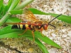 10 Tawon Paling Mengerikan di Dunia, Sengatannya Bisa Tewaskan Manusia