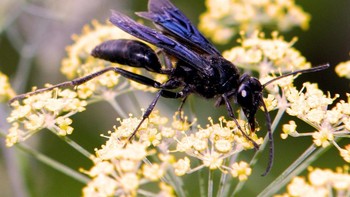 Great Black Wasp (Sphex pensylvanicus). Tawon hitam besar adalah tawon besar, soliter dengan tubuh hitam yang ramping dan sayap biru warna-warni, memberikan penampilan yang mencolok. Dikenal karena sengatannya yang kuat, tawon ini tidak agresif terhadap manusia tetapi akan menyengat jika ditangani atau terancam. Venomnya terutama digunakan untuk melumpuhkan katydids, mangsa utamanya, yang kemudian dibawa kembali ke liangnya sebagai makanan untuk larvanya. Meskipun sengatannya tidak sesakit beberapa tawon lainnya, itu masih dapat menyebabkan ketidaknyamanan dan pembengkakan, terutama pada individu yang sensitif. Foto: Wikipedia