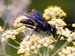 10 Tawon Paling Mengerikan di Dunia, Sengatannya Bisa Tewaskan Manusia