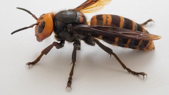 Asian Giant Hornet (Vespa mandarinia). Dikenal sebagai tawon pembunuh, Asian Giant Hornet karena sengatannya yang sangat menyakitkan dan fakta bahwa itu bisa mematikan. Ditemukan terutama di Asia Timur, lebah hitam dan oranye yang mencolok ini memiliki sengatan berduri besar yang mampu menyuntikkan racun kuat yang dapat menyebabkan kerusakan organ dan dalam beberapa kasus kematian. Sengatan tawon vespa sangat berbahaya bagi mereka yang memiliki reaksi alergi, dan racunnya dapat menghancurkan sel darah merah. Satu sengatan itu menyakitkan, tetapi beberapa sengatan - sering kali dari lebah pekerja yang membela sarang lebah mereka - bisa berakibat fatal.Foto: Wikipedia