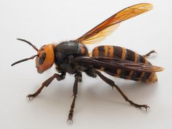 10 Tawon Paling Mengerikan di Dunia, Sengatannya Bisa Tewaskan Manusia