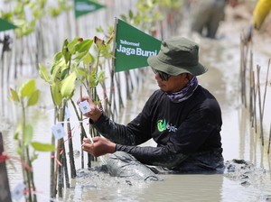 Telkomsel Tanam 10.600 Mangrove dari Hasil Donasi Poin Pelanggan