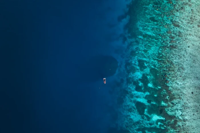 Di perairan biru hangat Kepulauan Solomon, rangkaian pulau di Pasifik Selatan, ada salah satu makhluk laut terbesar di dunia, ukurannya kira-kira sebesar dua lapangan basket.
