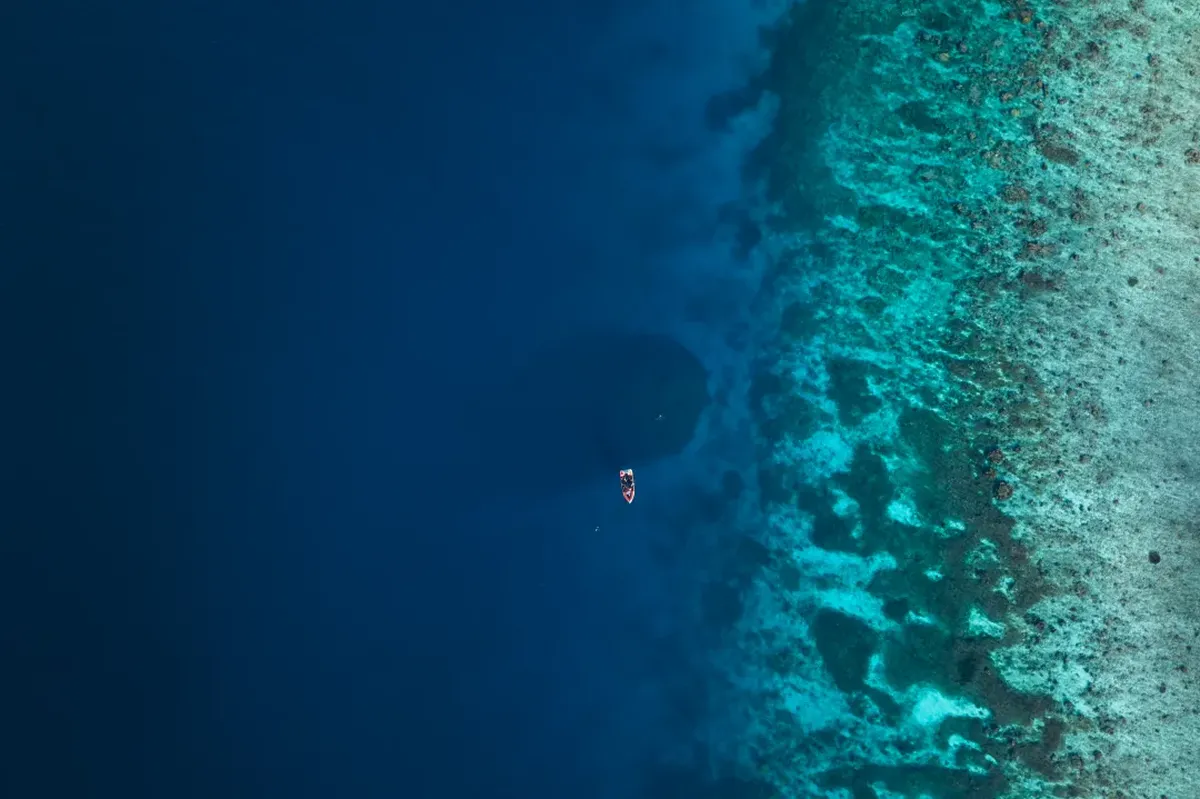 Makhluk Laut Raksasa Seukuran 2 Lapangan Basket Terekam Kamera 1 Makhluk Laut Raksasa Seukuran 2 Lapangan Basket Terekam Kamera