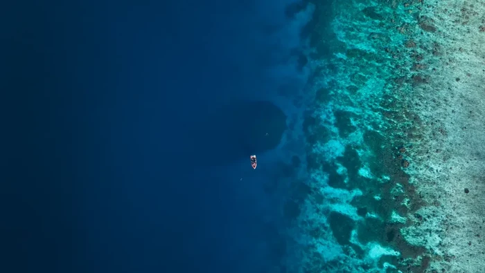 Di perairan biru hangat Kepulauan Solomon, rangkaian pulau di Pasifik Selatan, ada salah satu makhluk laut terbesar di dunia, ukurannya kira-kira sebesar dua lapangan basket.