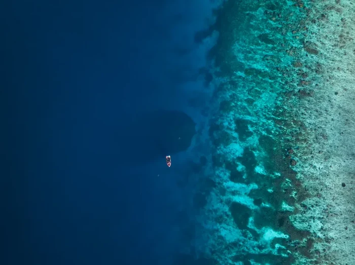 Di perairan biru hangat Kepulauan Solomon, rangkaian pulau di Pasifik Selatan, ada salah satu makhluk laut terbesar di dunia, ukurannya kira-kira sebesar dua lapangan basket.