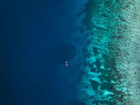 Terumbu karang sebesar dua lapangan basket Di perairan biru hangat Kepulauan Solomon, rangkaian pulau di Pasifik Selatan, ada salah satu makhluk laut terbesar di dunia, ukurannya kira-kira sebesar dua lapangan basket.