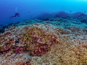 Bahaya! Pariwisata Massal Ancam Ekosistem Laut di Malaysia
