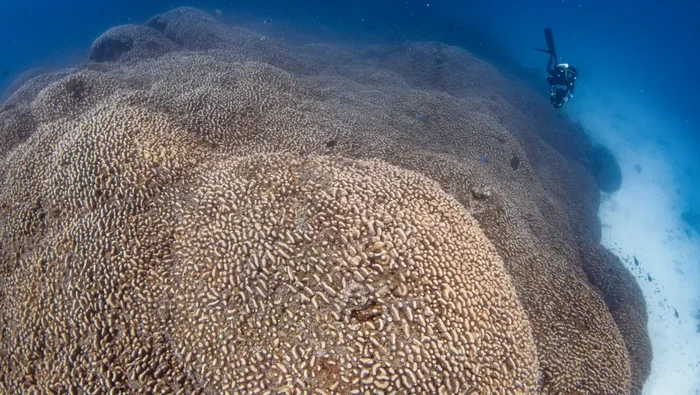 Di perairan biru hangat Kepulauan Solomon, rangkaian pulau di Pasifik Selatan, ada salah satu makhluk laut terbesar di dunia, ukurannya kira-kira sebesar dua lapangan basket.