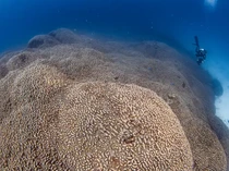 Ada Makhluk Raksasa Seukuran 2 Kali Lapangan Basket, Seperti Ini Bentuknya