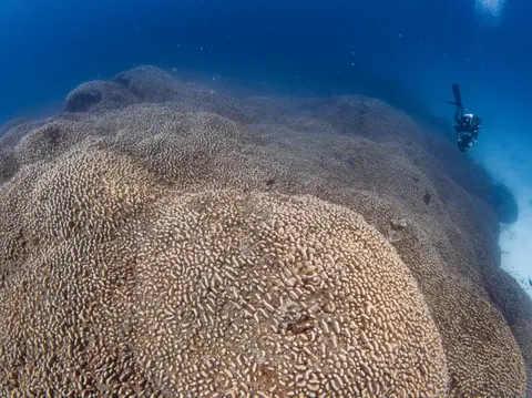 Terumbu karang sebesar dua lapangan basket Di perairan biru hangat Kepulauan Solomon, rangkaian pulau di Pasifik Selatan, ada salah satu makhluk laut terbesar di dunia, ukurannya kira-kira sebesar dua lapangan basket.