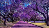 Salah satu sudut cantik di Sydney.