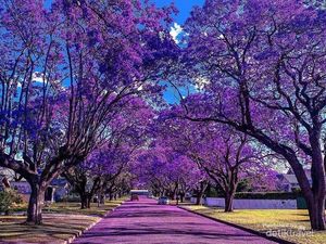 Hidup di Kota Keong Sydney