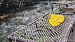 Glamping Tenang di Akhir Pekan, Cobalah Pineus Tilu