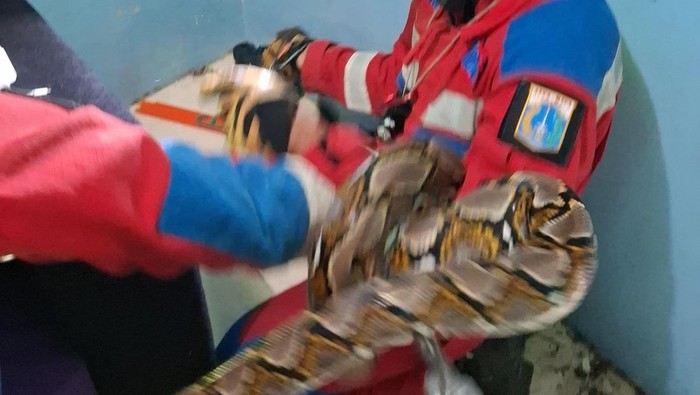 Ular sanca sepanjang 3 meter muncul di plafon rumah warga Cilincing, Jakarta Utara. Pemilik rumah menghubungi pemadam kebakaran (damkar) untuk mengevakuasi ular.