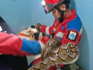 Ngeri! Ular Sanca 3 Meter Muncul di Plafon saat Warga Jakut Bersih-bersih