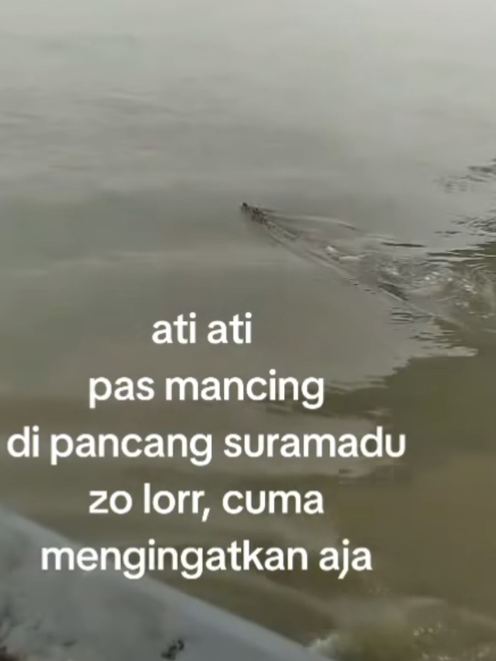 Buaya muncul di pesisir Suramadu