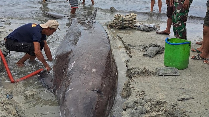 Seekor paus berukuran 5,4 meter terdampar di pesisir pantai Kabupaten Kepulauan Selayar, Sulawesi Selatan (Sulsel).
