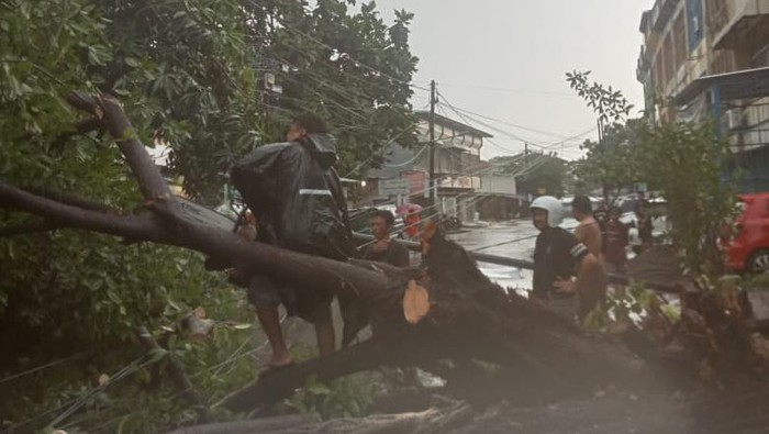Pohon tumbang di Makassar akibat hujan deras dan angin kencang.
