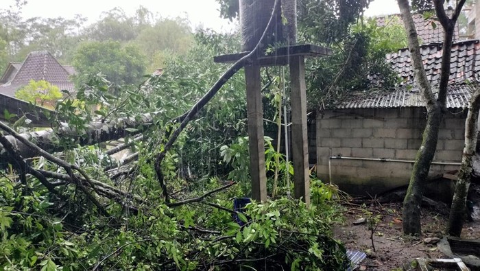 Pohon melinjo menimpa rumah Pargiono di Dusun Pringapus RT 03 RW 04 Mororejo, Tempel.