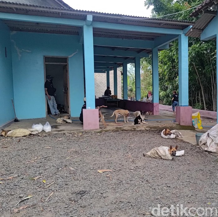 puluhan anjing diselundupkan ke solo