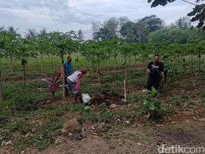 2 Hari, 45 Anjing Akan Dikirim ke Solo Lahap 20 Kg Ayam-18 Kg Beras