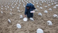 Piring-piring tersebut melambangkan 733 juta orang yang menderita kelaparan pada tahun 2023, sebagaimana dilaporkan oleh State of Food Security and Nutrition in the World (SOFI) milik Perserikatan Bangsa-Bangsa.