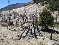 Menyusuri Keindahan Alam dan Jejak Sejarah Gunung Papandayan