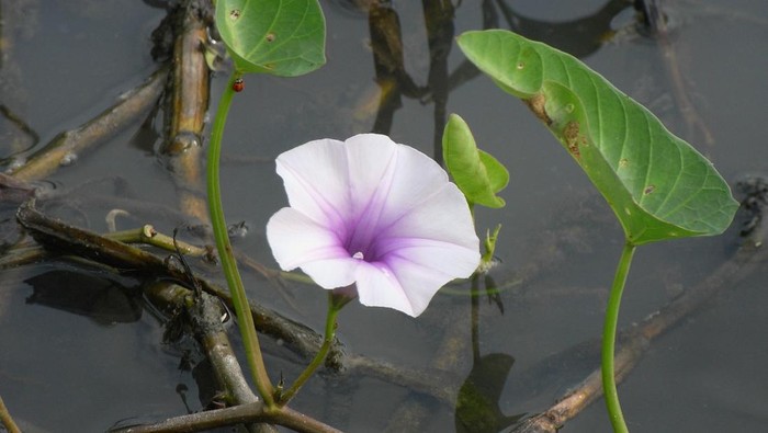 Bunga morning glory