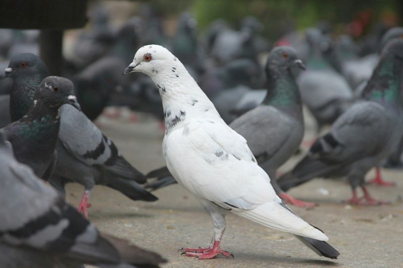 Burung merpati
