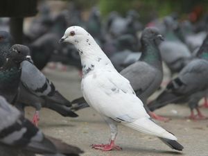 Studi Ungkap Merpati Bisa Menilai Sebuah Karya Seni, Bagaimana Caranya?