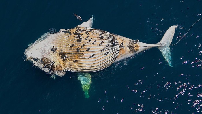Dalam Sebulan, 3 Paus Bungkuk Mati di Cape Town Afsel A deceased Humpback whale is towed by the National Sea Rescue Institute (NSRI) in Cape Town, South Africa on November 16, 2024. REUTERS/Nic Bothma TPX IMAGES OF THE DAY