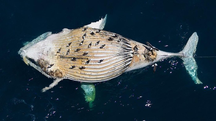 A deceased Humpback whale is towed by the National Sea Rescue Institute (NSRI) in Cape Town, South Africa on November 16, 2024. REUTERS/Nic Bothma     TPX IMAGES OF THE DAY
