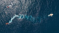 Bangkai paus bungkuk itu ditarik ke Teluk Hout Afrika Selatan untuk dikeluarkan dari laut.