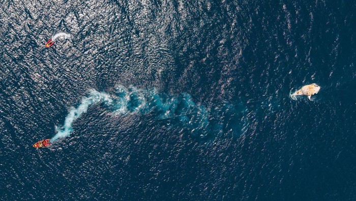 A deceased Humpback whale is towed by the National Sea Rescue Institute (NSRI) in Cape Town, South Africa on November 16, 2024. REUTERS/Nic Bothma     TPX IMAGES OF THE DAY