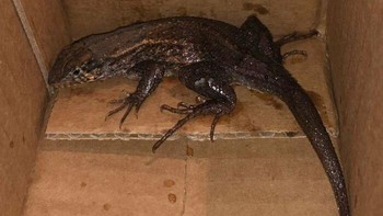 Netizen beli AirFrayer dapat bonus mengejutkan,  Foto: Demilked