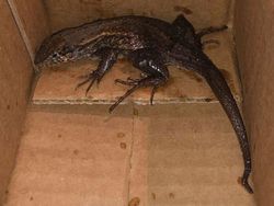 Foto Produk di Toko Online Vs Diterima Bikin Melotot dan Ngakak