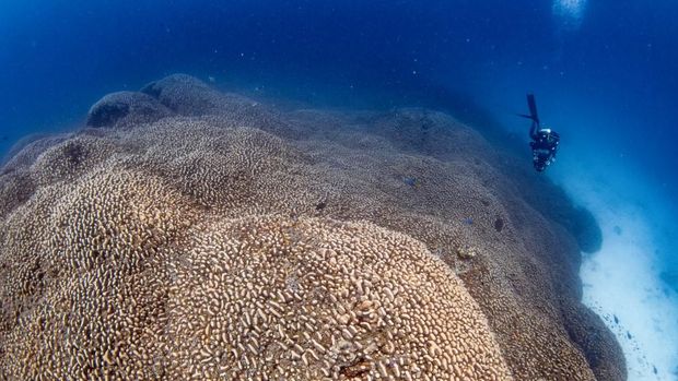 Foto selebaran ini diambil oleh National Geographic Pristine Seas pada tanggal 24 Oktober 2024, dan dirilis pada tanggal 14 November, menunjukkan seorang penyelam berenang di atas karang terbesar di dunia yang terletak di dekat Kepulauan Solomon di Pasifik. (Photo by MANU SAN FELIX / NATIONAL GEOGRAPHIC PRISTINE SEAS / AFP)