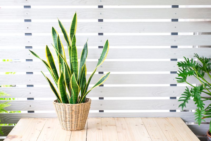 Snake plant, Dracaena trifasciata, Devil Tongue (Sansevieria trifasciata) in clay pot on white pattern wall background, wooden table. Small evergreen houseplant for modern home decor interior design