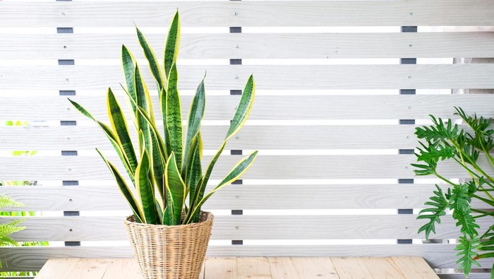 Snake plant, Dracaena trifasciata, Devil Tongue (Sansevieria trifasciata) in clay pot on white pattern wall background, wooden table. Small evergreen houseplant for modern home decor interior design