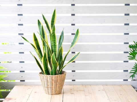 Snake plant, Dracaena trifasciata, Devil Tongue (Sansevieria trifasciata) in clay pot on white pattern wall background, wooden table. Small evergreen houseplant for modern home decor interior design