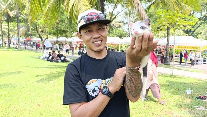 Iyan sedang memegang musang berwarna putih abu.
