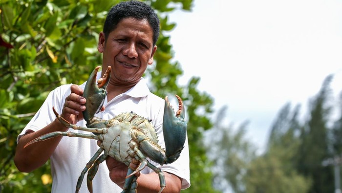Pekerja memeriksa kondisi fisik kepiting bakau (Scylla) untuk ekspor di Banda Aceh, Aceh, Senin (18/11/2024). Kepiting bakau yang yang dikumpulkan dari nelayan tersebut dijual untuk ekspor ke berbagai negara diantaranya Singapura, Malaysia dan Tiongkok dengan harga Rp200.000 - Rp420.000 per kilogram sesuai ukuran. ANTARA FOTO / Irwansyah Putra/agr