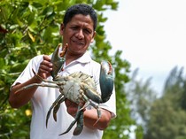 Kepiting Bakau Aceh Tembus Pasar Singapura-China, Harga Rp 420 Ribu/Kg