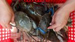 Kepiting Bakau Aceh Tembus Pasar Singapura-China, Harga Rp 420 Ribu/Kg